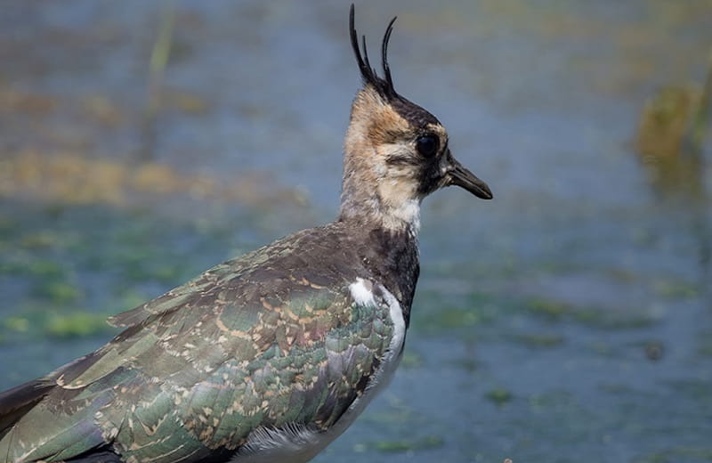 Réserve Ornithologique de Grand Laviers