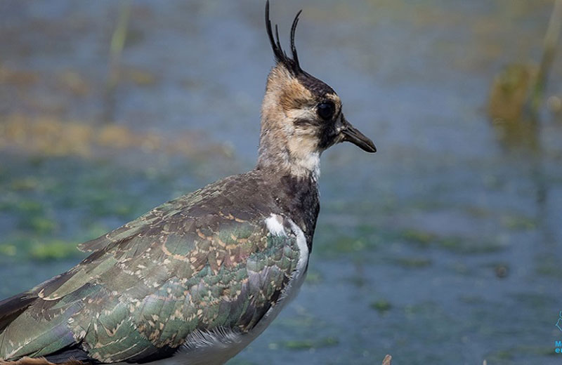 La Réserve de Grand-Laviers