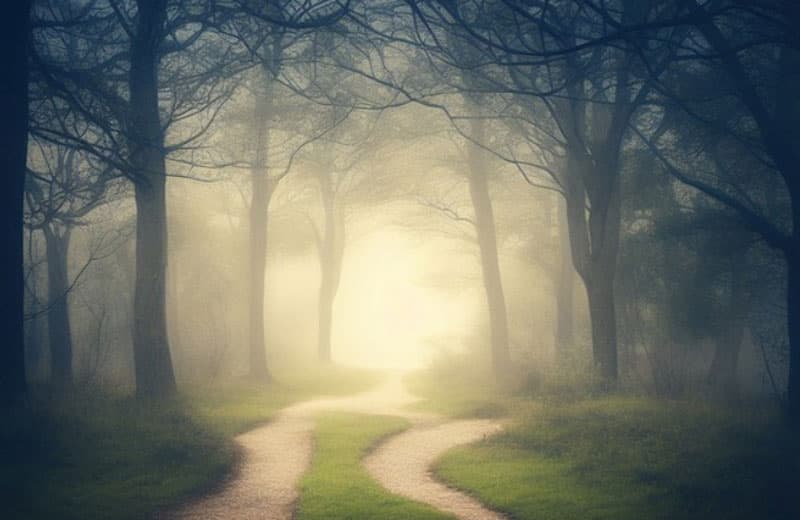 La forêt au crépuscule