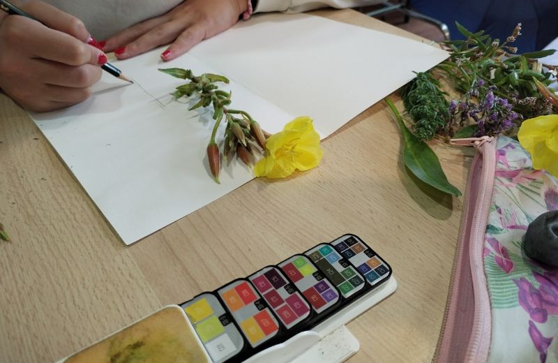 Esquisses et couleurs des plantes des marais