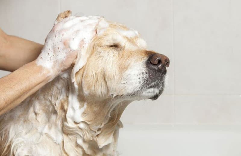 AniMal\'eau Toilettage Waben - I Love My Dog