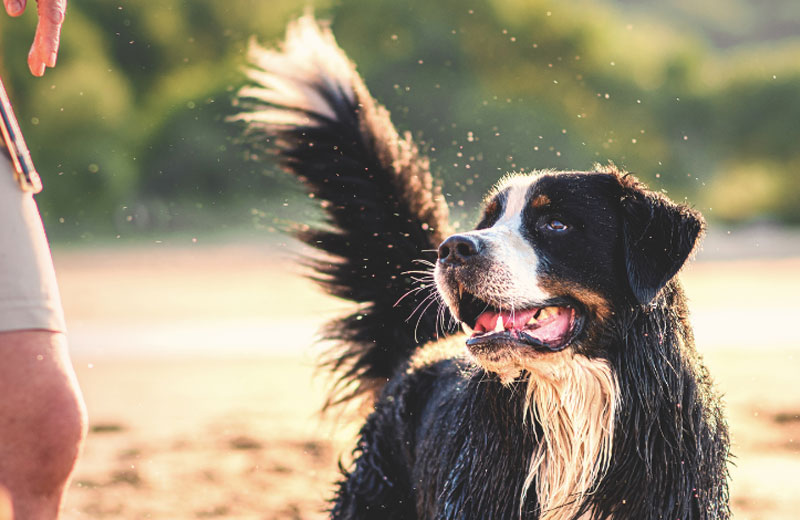 Conseils et réglementation