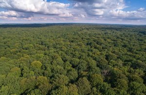 La Forêt de Crécy