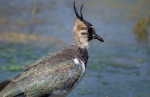 Réserve Ornithologique de Grand Laviers
