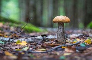 Sortie mycologique en forêt