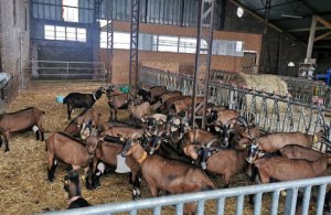 Chèvrerie Le Maguette