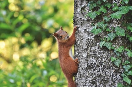 Ein Herbst im Wald