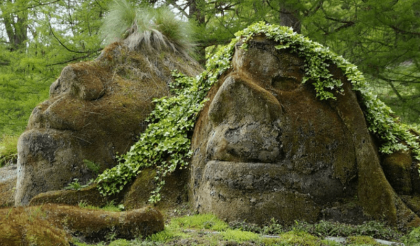 Wenn der Wald seine Geschichte erzählt