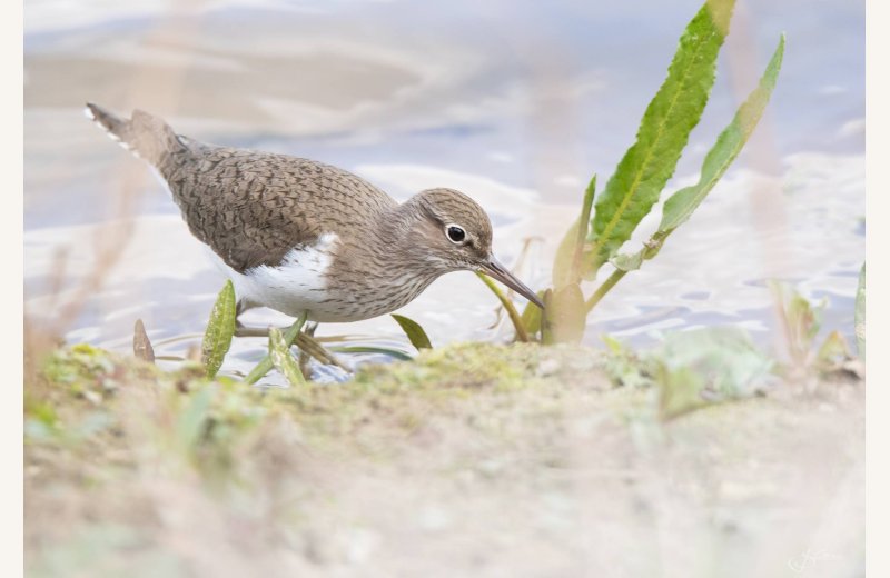 Observation des oiseaux à la longue vue avec Romane, Esprit Sauvage