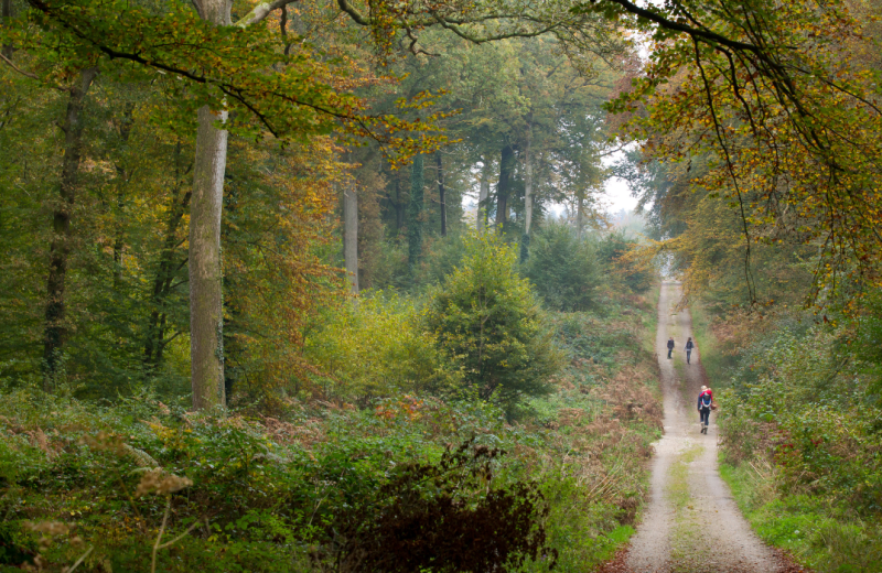 Forêt de Crécyphoto Tourinsoft - 2