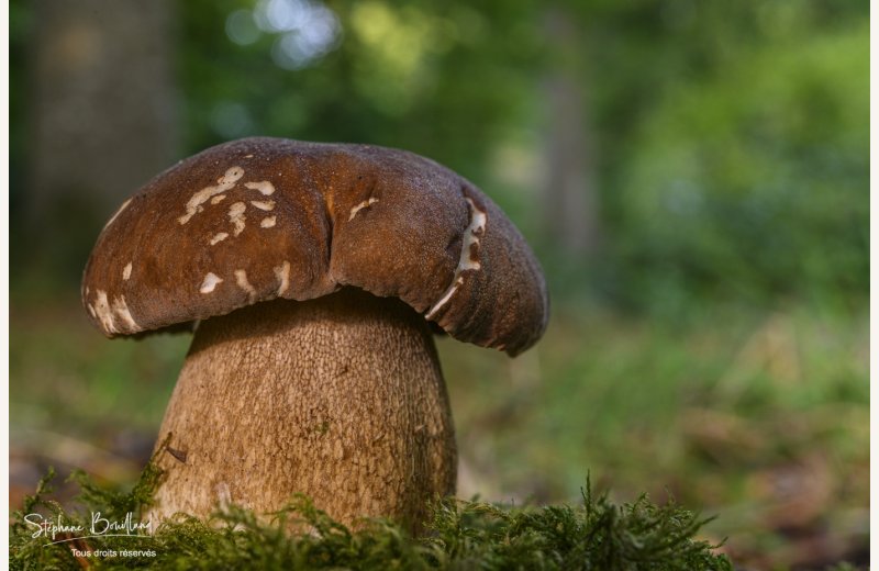 Boletus aestivalis (cèpe d’été)