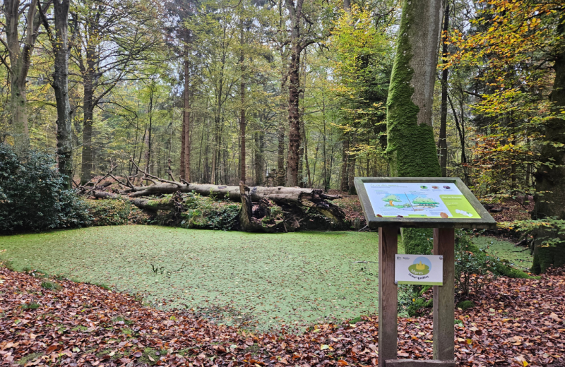 Rando La boucle des Mares forêt de Crécy