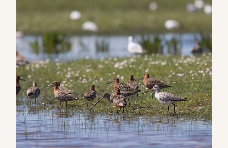 Barges rousses, Alexander Hiley
