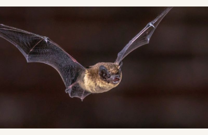 Nuit de la Chauve-Souris