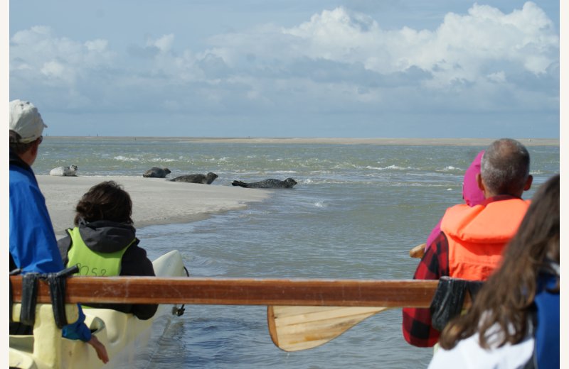 randonnee pirogue phoques
