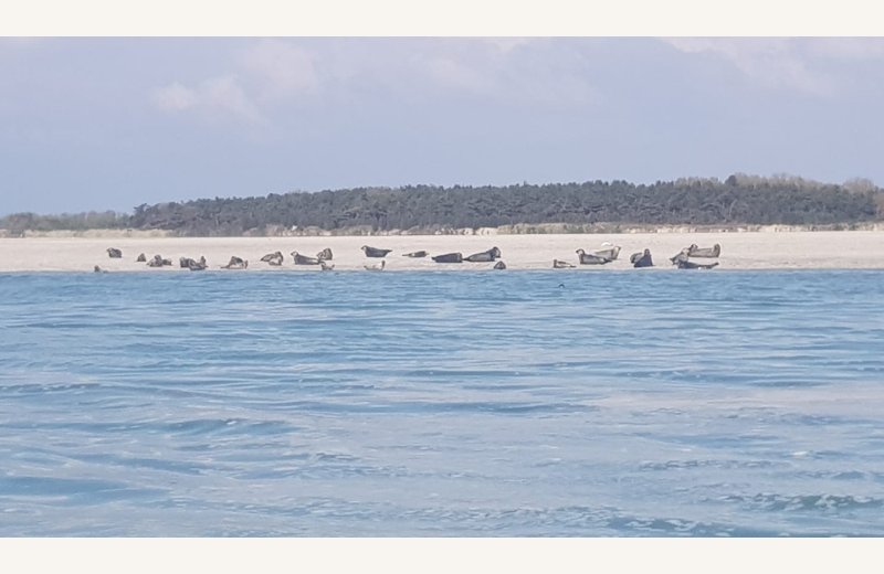 Étoile de la Baie (4)