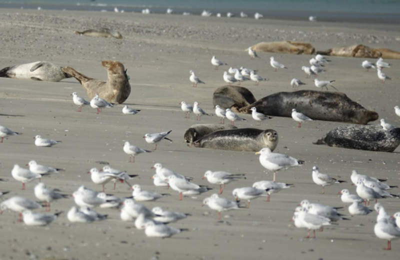 Phoques et oiseaux