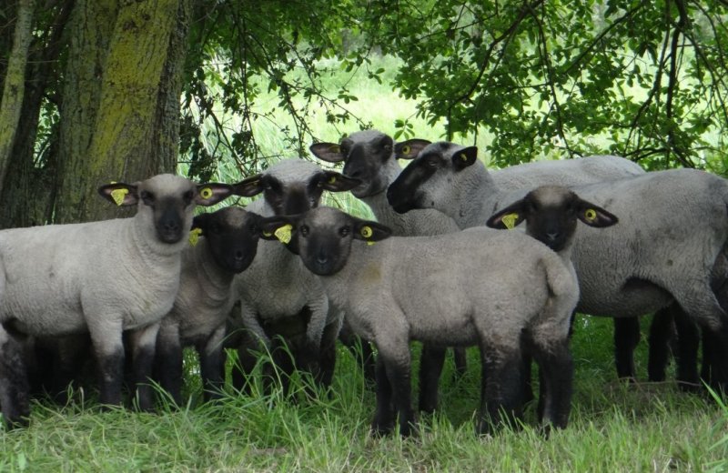 HPAPIC080FS00022-La-Safriere-moutons-Ponthoile-Somme-HautsdeFrance