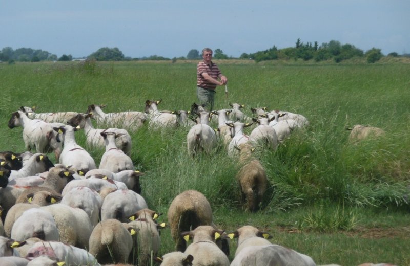 HPAPIC080FS00022-La-Safriere-moutons3-Ponthoile-Somme-HautsdeFrance