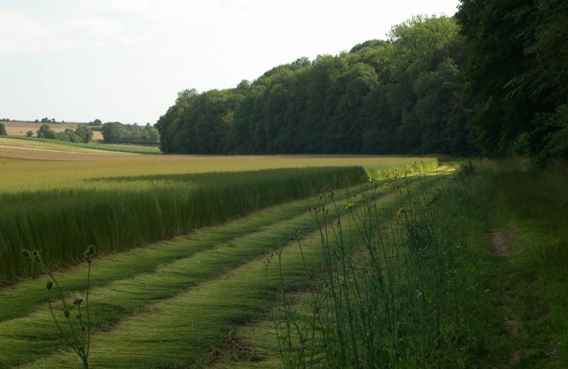 Le-fond-de-Millencourt--3--PDuvanel