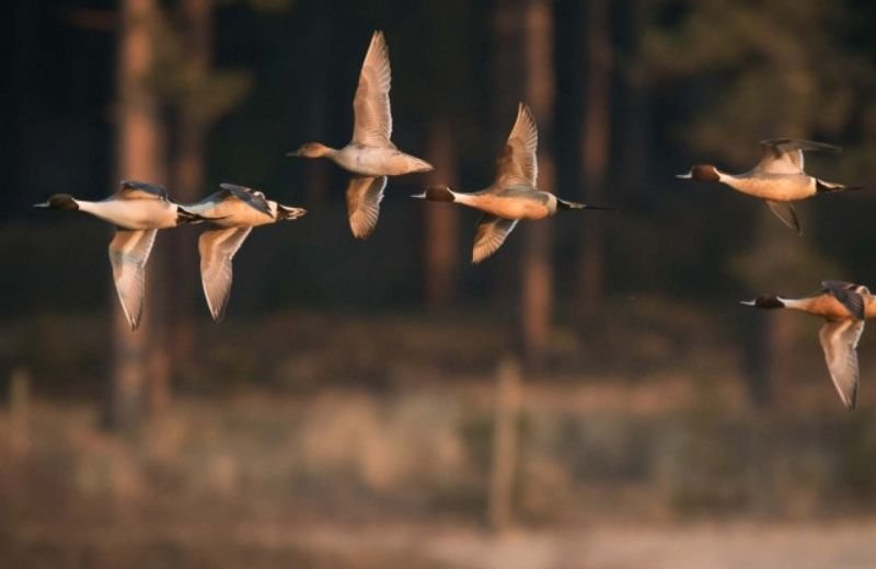 semaine-migration