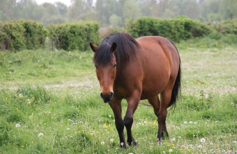 Morlay©SommeTourisme-JG-TS (2)