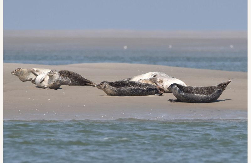 Phoques veau-marins en Baie de Somme