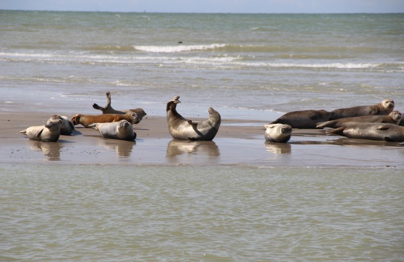 Observation des phoques en Baie de Somme