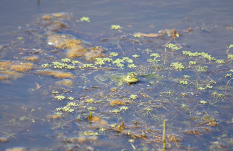 Rue marais-larronvile grenouille