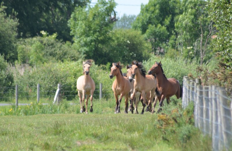 Rue marais-larronville chevaux-henson