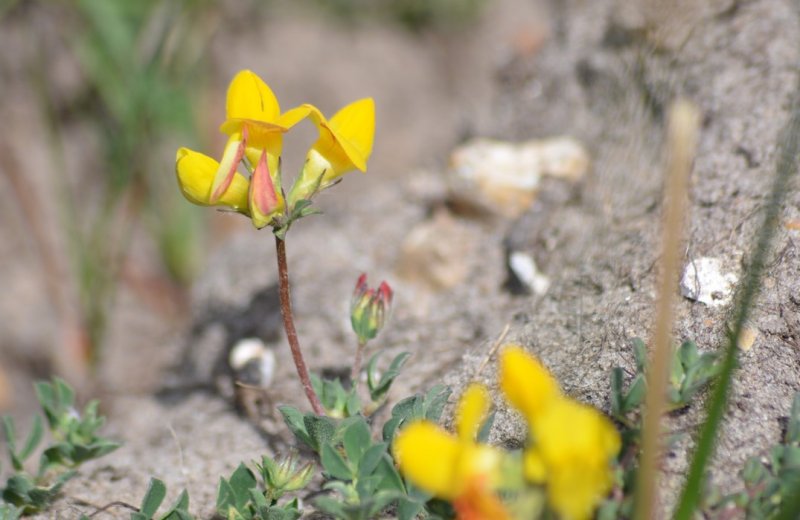 Rue marais-larronville fleurs