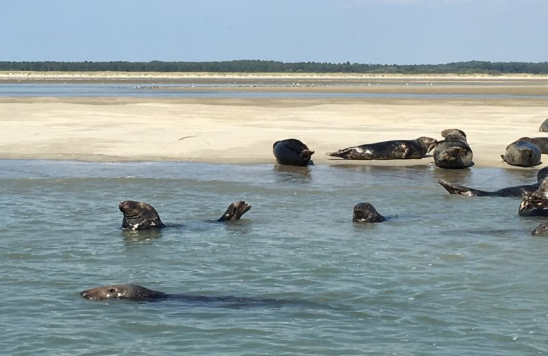 SaintValerysurSomme-LesPtitsCharcot-Somme-hdf-3