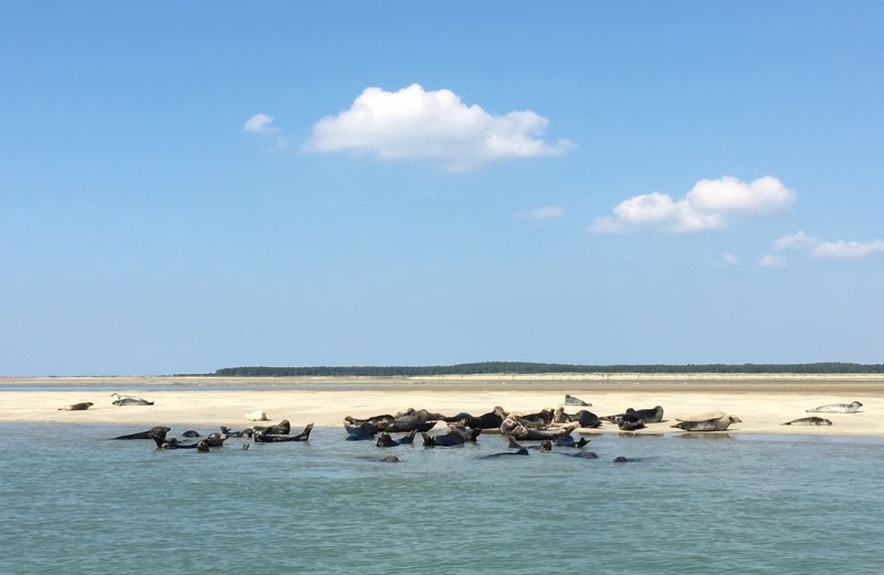 SaintValerysurSomme-LesPtitsCharcot-Somme-hdf-5