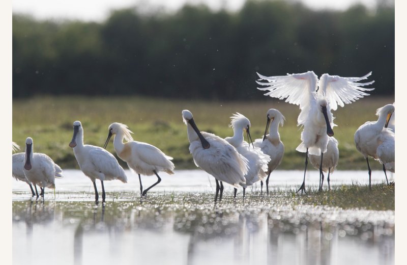 Spatules blanches, Alexander Hiley