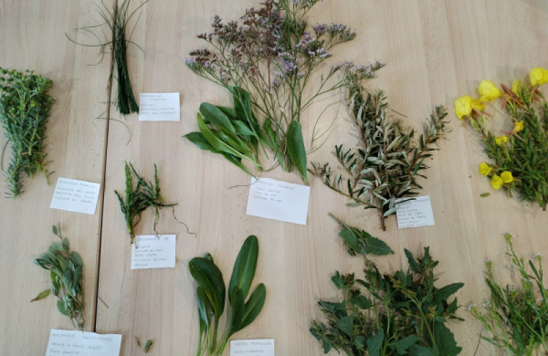 Esquisses et couleurs des plantes des marais