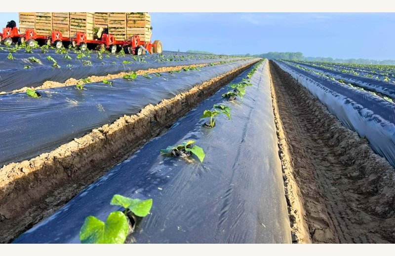 champs ferme des pres sales noyelles