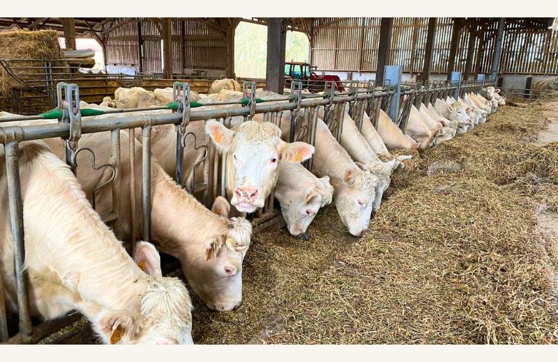 ferme des pres sales noyelles