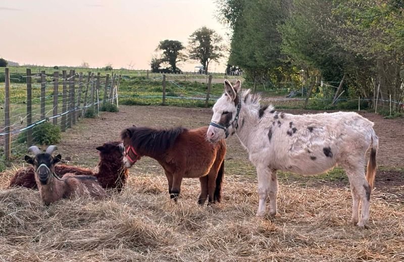 SIM nouvelles dimensions 2026 - ferme pédago