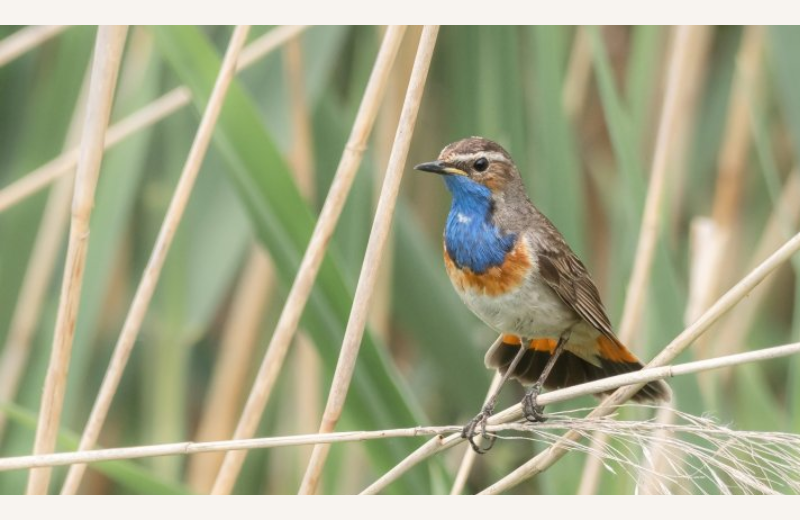 festival oiseau 2025