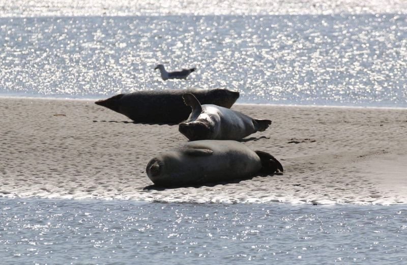 phoques-baie-desomme