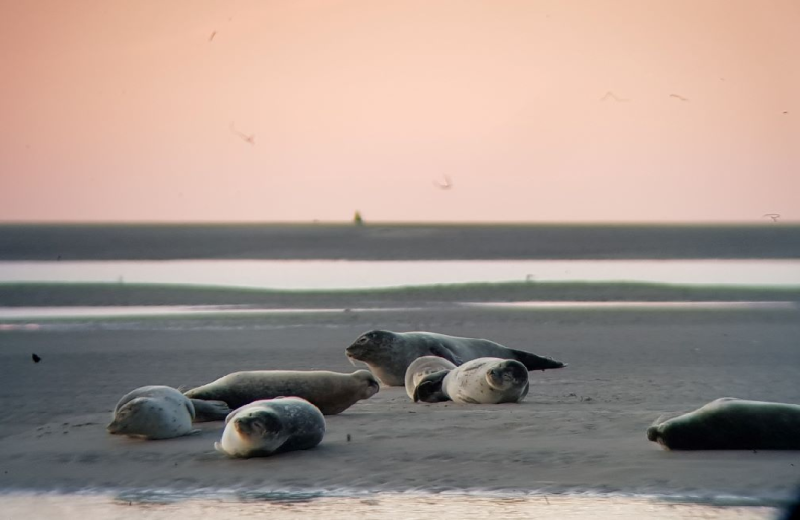 rando Baie de Somme Découverte