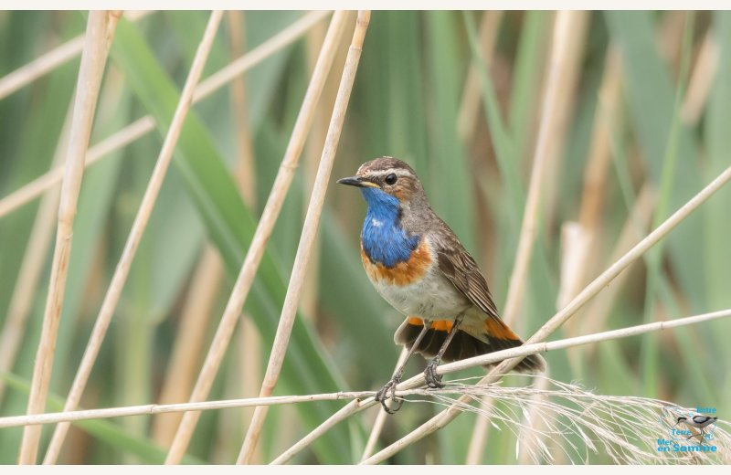 reserve grand laviers (6)