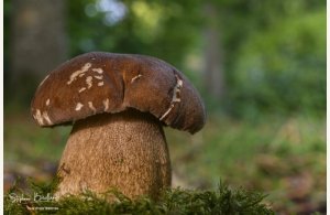 Sortie mycologique en forêt