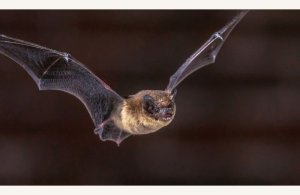 Nuit de la Chauve Souris - Abbaye de Saint-Riquier