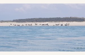 L'Étoile de la Baie