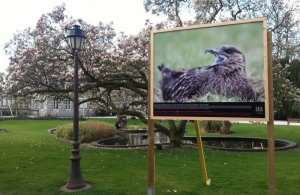 Festival de l'Oiseau et de la Nature