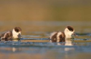 Atelier d'initiation à la photographie animalière