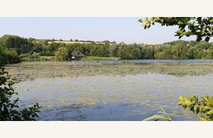 Mystères et trésors du marais tourbier