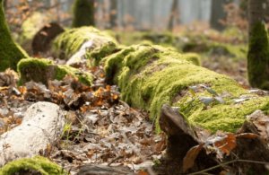 L'arbre est mort, vive la forêt
