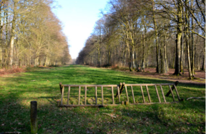 Focus sur 1000 ans d’histoire de la forêt de Crécy